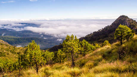 Los testimonios sobre "portales secretos" en bosques de México se vuelven virales