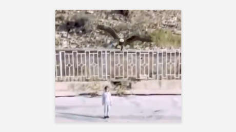 VIDEO: Un águila casi se lleva volando a una niña