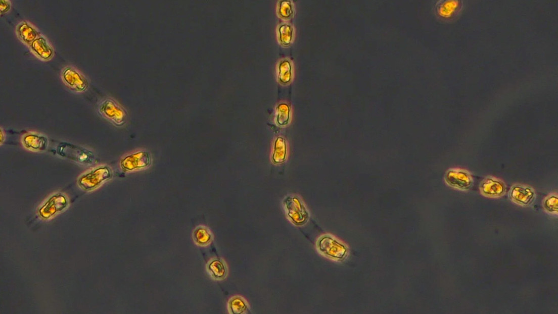 Científicos logran devolver a la vida organismos enterrados durante milenios