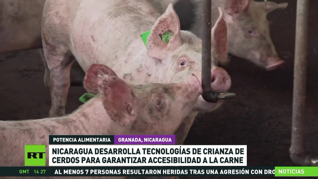 Nicaragua desarrolla tecnologías de crianza de cerdos para garantizar accesibilidad a la carne