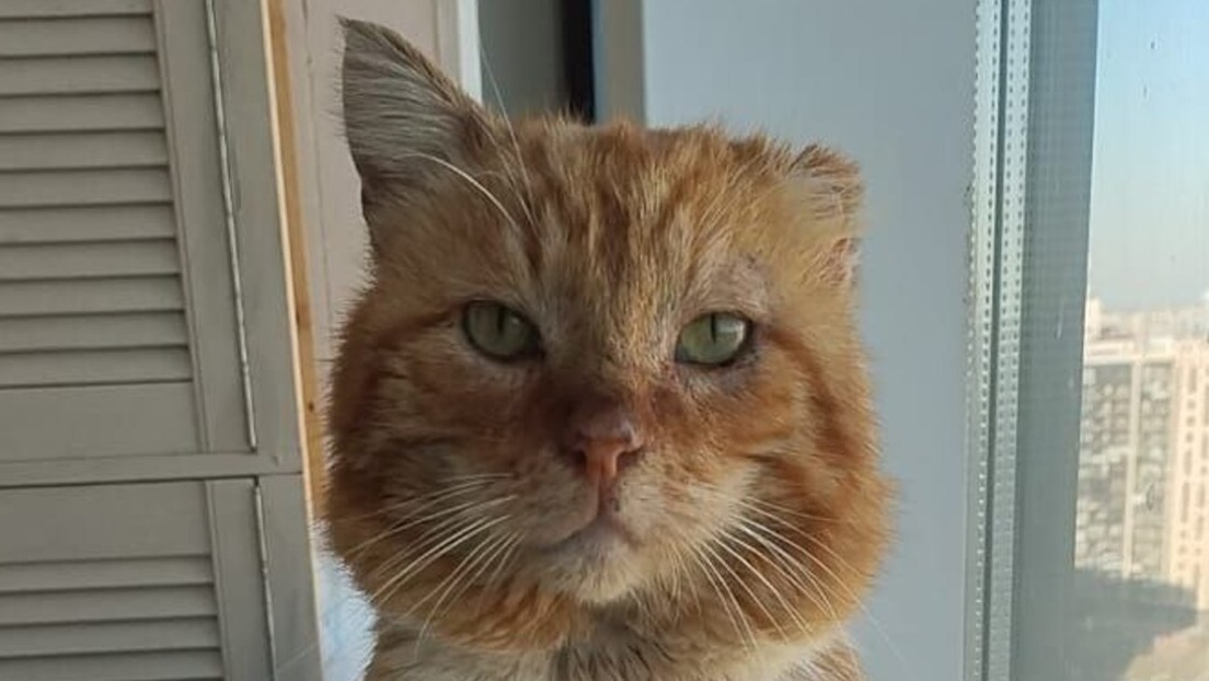 Muere el 'Hachiko' ruso, un gato que vivió durante años sobre la tumba de su dueño (VIDEO)