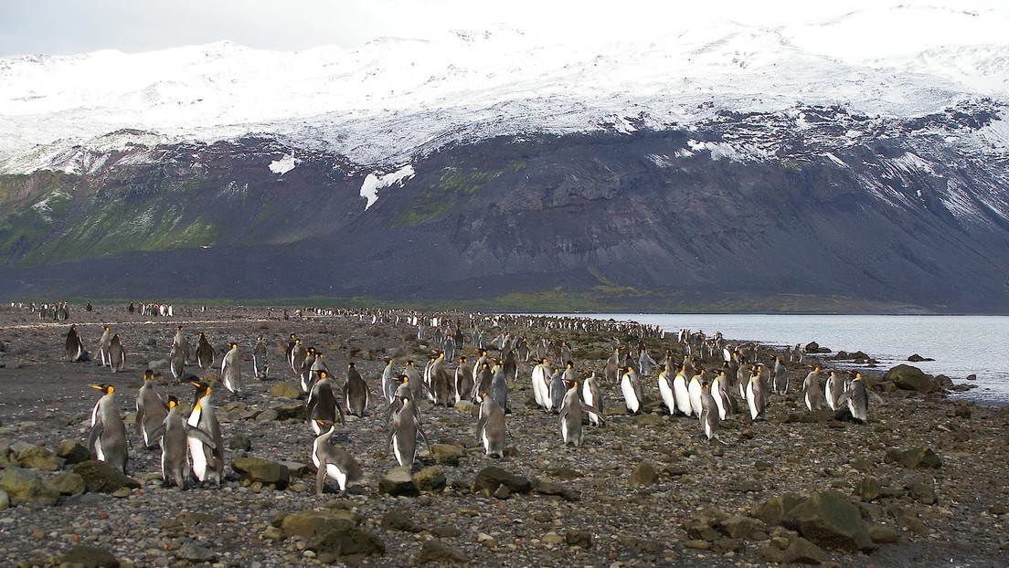 EE.UU. explica por qué impuso aranceles a una isla habitada solo por pingüinos