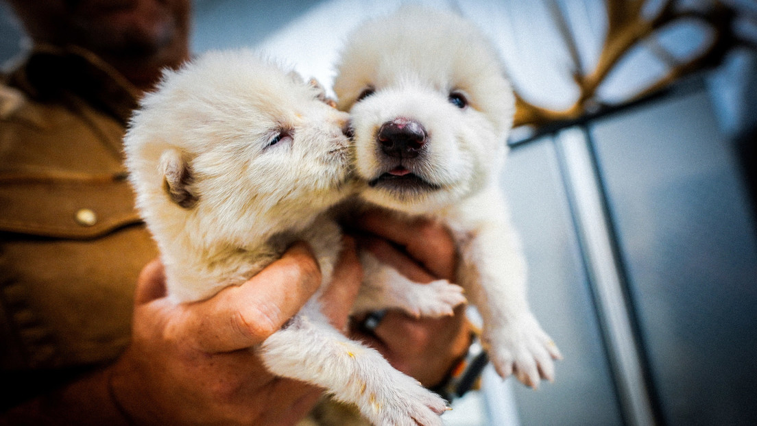 'Juego de Tronos' se hace real: científicos aseguran revivir al lobo gigante extinto hace más de 10.000 años