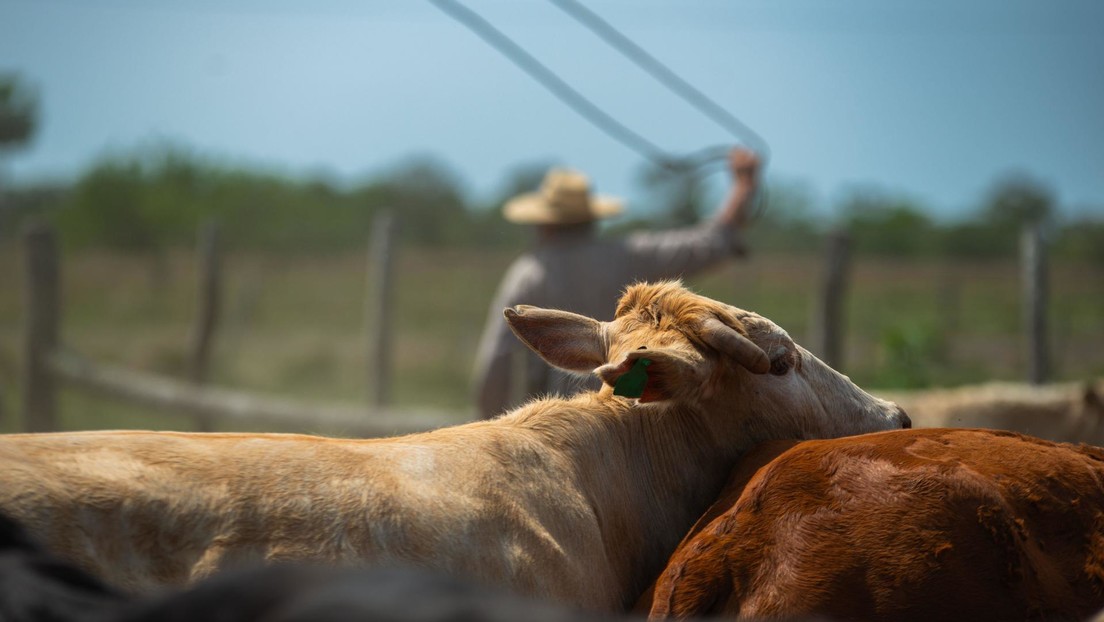 Secretaria de Agricultura de EE.UU. planta un fuerte 'no' a la carne de vaca de Argentina