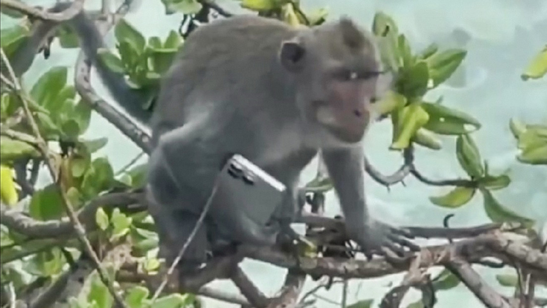 VIDEO: Un mono de Bali tiene ya un iPhone 16 Pro Max, ¿y tú?