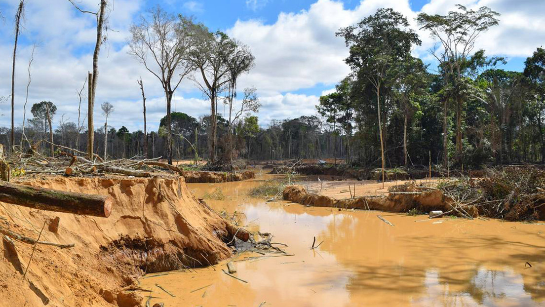 El árbol 'espía' que puede detectar la minería ilegal