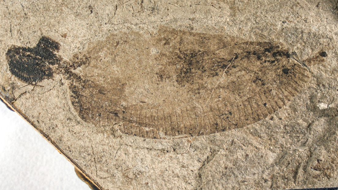 Hallan un fósil de gusano jurásico que arroja luz sobre los orígenes de los parásitos modernos