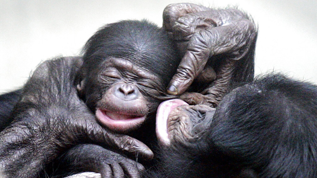 El sentido de la justicia no solo es humano: estos simios también reaccionan ante la desigualdad