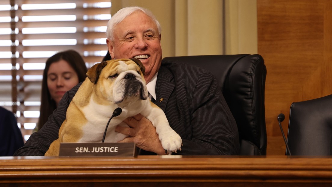 VIDEO: Senador estadounidense lleva a su perrita 'bulldog' a 'testificar' al Congreso