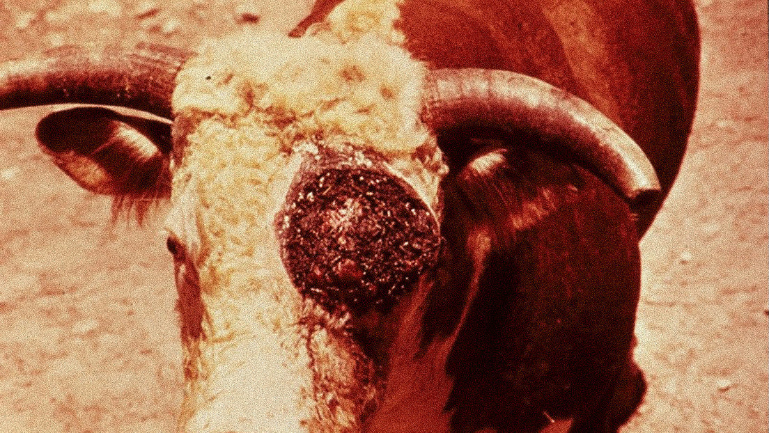 Confirman en México el primer caso humano de miasis por gusano barrenador