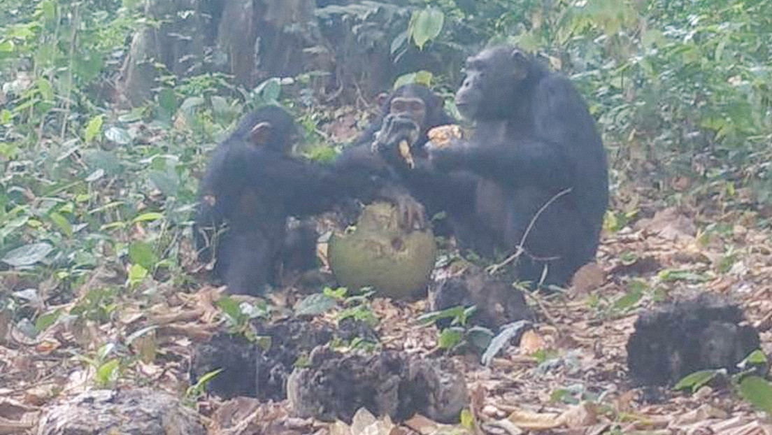 Científicos graban a chimpancés salvajes compartiendo fruta 'alcohólica'