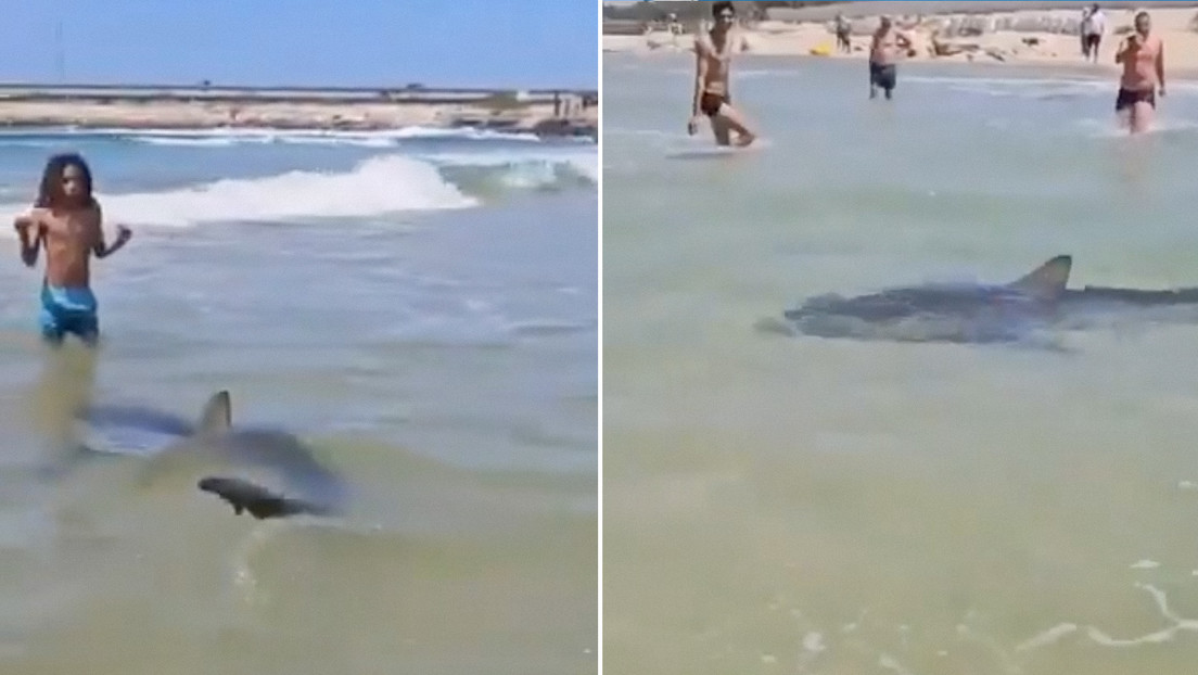 VIDEO: Tiburón ataca brutalmente a buceador en Israel