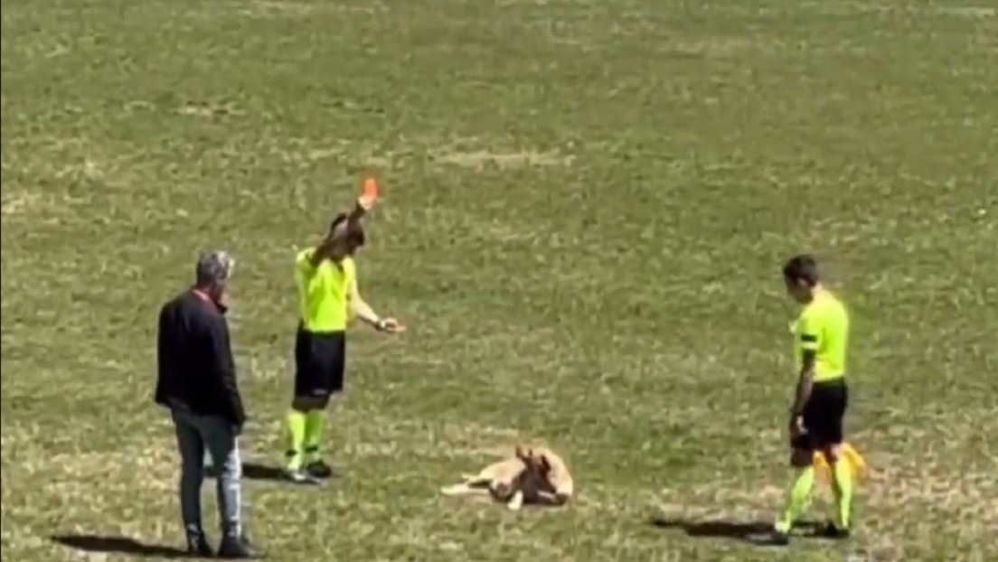 VIDEO: Perro entra a la cancha y recibe tarjeta roja