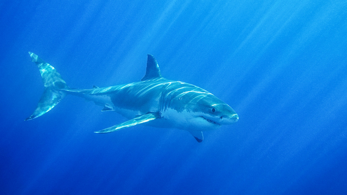 La desaparición de tiburones blancos provoca un 'efecto dominó' en la cadena alimenticia