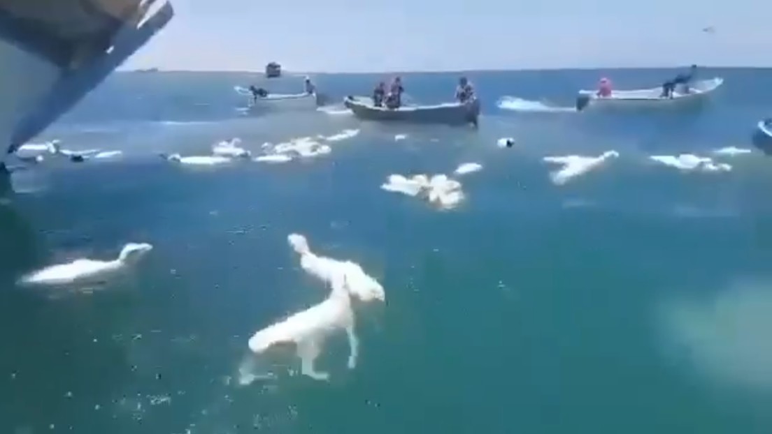VIDEO: Masiva caída de ovejas al mar pone a prueba la agilidad de barqueros