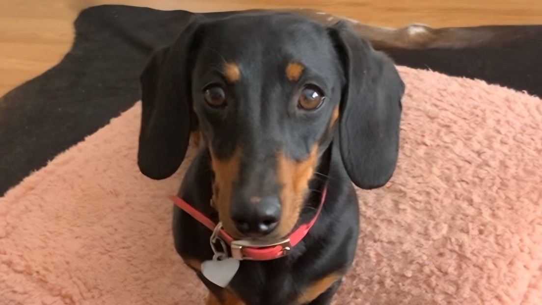 Famosa perra salchicha fugitiva es rescatada tras 529 días desaparecida en una isla australiana