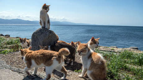 Emblemático paraíso felino donde viven más gatos que personas