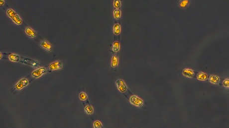 Científicos logran devolver a la vida organismos enterrados durante milenios