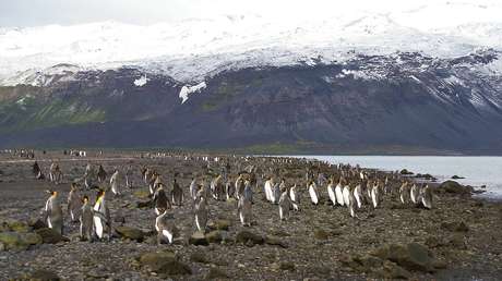 EE.UU. explica por qué impuso aranceles a una isla habitada solo por pingüinos