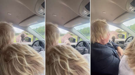 VIDEO: Boris Johnson chilla de dolor tras ser mordido por un avestruz