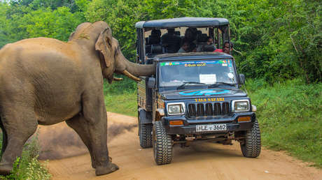 VIDEO: Hacen un safari, pero no resulta como esperaban