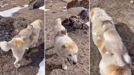 Un perro se hizo amigo de un gato y ahora lo carga en su lomo (VIDEO)