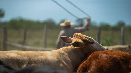 Secretaria de Agricultura de EE.UU. planta un fuerte 'no' a la carne de vaca de Argentina
