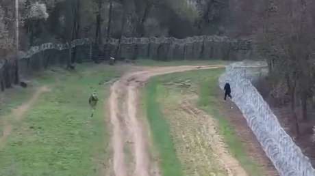 VIDEO: Intenta huir de Ucrania y queda atrapado en alambre de púas