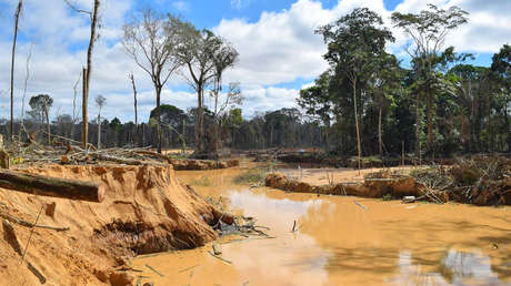 El árbol 'espía' que puede detectar la minería ilegal