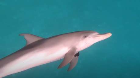 Google da un paso para descifrar el 'idioma' de los delfines