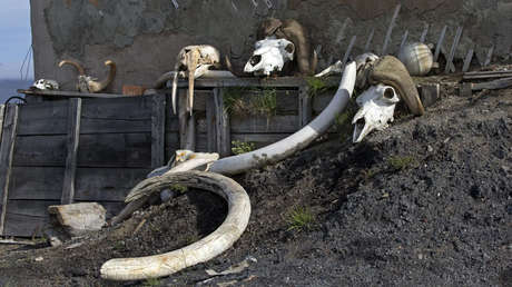 La OMS simula un brote mortal de 'viruela del mamut'