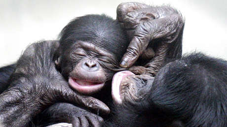 El sentido de la justicia no solo es humano: estos simios también reaccionan ante la desigualdad