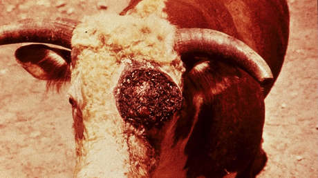 Confirman en México el primer caso humano de miasis por gusano barrenador