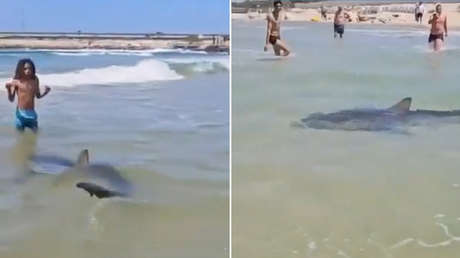 VIDEO: Tiburón ataca brutalmente a buceador en Israel