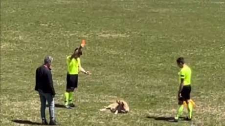 VIDEO: Perro entra a la cancha y recibe tarjeta roja