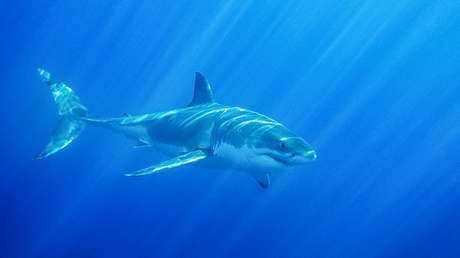 La desaparición de tiburones blancos provoca un 'efecto dominó' en la cadena alimenticia