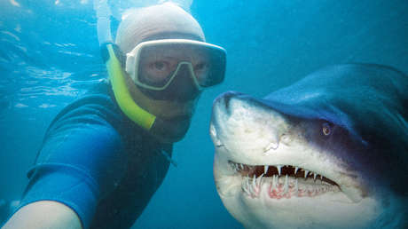 Los buscadores de selfis "alimentan el aumento de los ataques de tiburón"