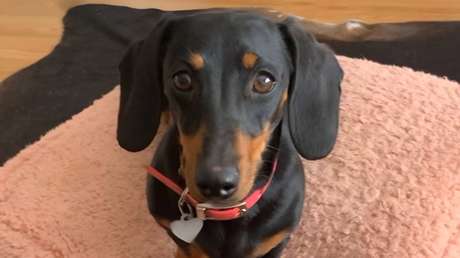 Famosa perra salchicha fugitiva es rescatada tras 529 días desaparecida en una isla australiana