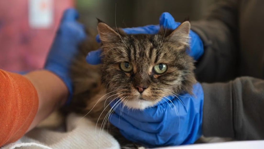 Un gato sobrevive milagrosamente a una caída de más de 110 metros