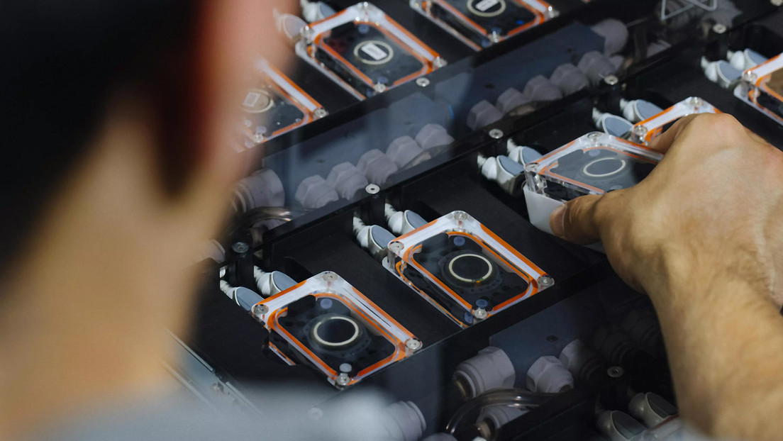 Musk quiere devolver la vista a los ciegos en 12 meses