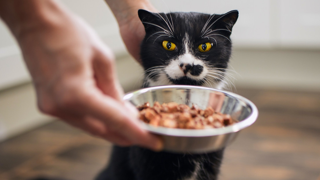 Jubilada suiza se enfrenta a la Justicia por alimentar a un gato: ¿qué pasó?