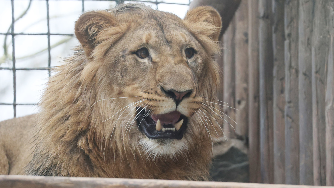 Adopta un león y termina devorado