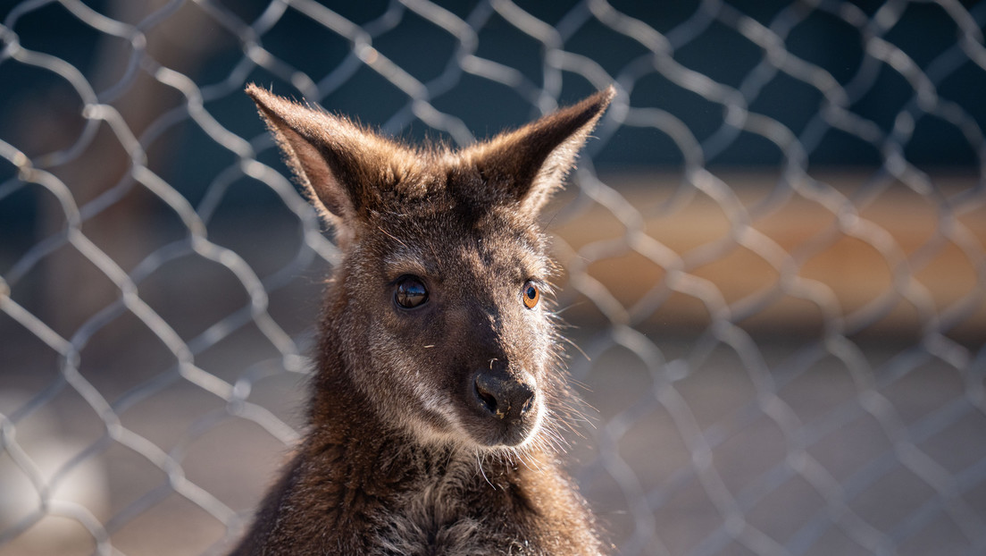Un canguro ataca a su cuidador y le golpea hasta la muerte