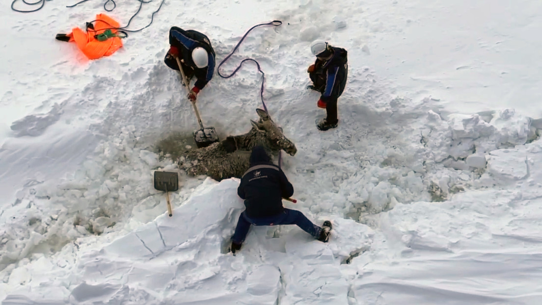 VIDEO: Tripulación de un rompehielos nuclear ruso rescata a un alce de una "trampa de hielo"