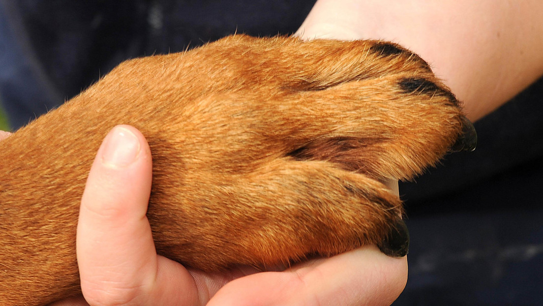 Señales para saber si nuestro perro realmente nos ama