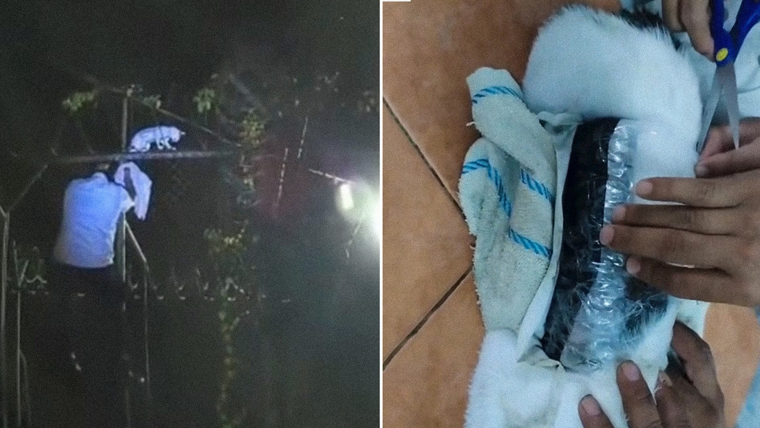 Costa Rica pone fin a las andanzas de un 'narcogato'