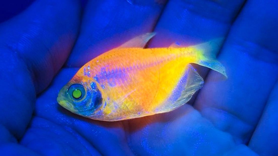 Ciencia, tráfico y crímenes: Los peces que alimentan una lucrativa mafia en Brasil