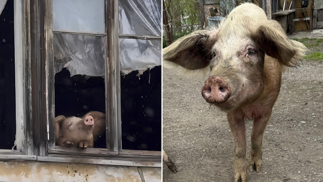 VIDEO: Cerdita que se volvió viral viendo la nieve se salva del matadero y recibe un hogar