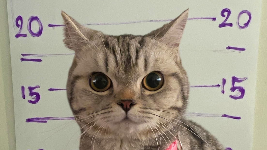 Entre rejas por morder a policías: cómo una gata se libró del arresto en Tailandia