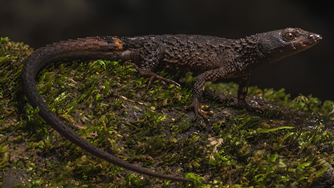 Descubren en Colombia una nueva especie de lagarto espinoso semiacuático